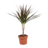 Dracaena Magenta kopen, Dragontree verzorging, onderhoudsvriendelijke kamerplanten, luchtzuiverende planten, exotische planten voor binnen, Dracaena binnenplant, planten voor halfschaduw, trendy planten 2025, compacte kamerplanten.