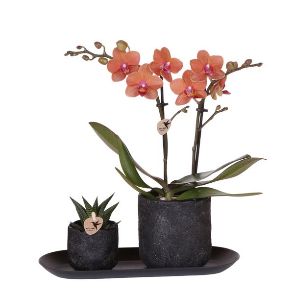 Plantenset Home Hub small | Oranje Phalaenopsis Orchidee Bolzano en Succulent incl. keramieken sierpotten op zwart dienblad