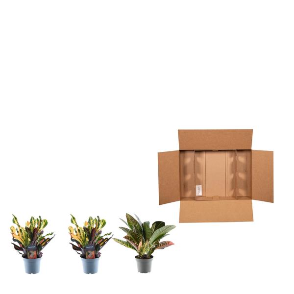 3x Croton Codiaeum mix - ↕30cm - Ø12cm