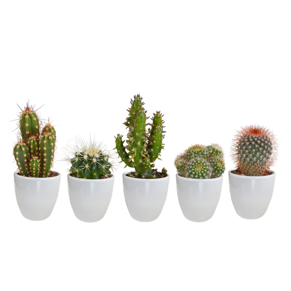 Cactus mix 5.5 cm - 5x - in witte pot