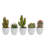 Cactus mix 5.5 cm - 5x - in witte pot