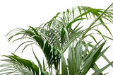 Kentia palm XXL - ↕180cm - Ø24cm