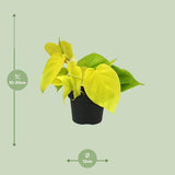 Philodendron Lime - ↕20cm - Ø12cm