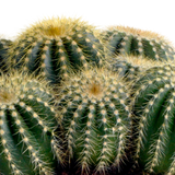 Eriocactus warasii 12cm