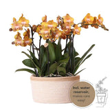 Oranje orchideeënset in Cotton Basket incl. waterreservoir | drie oranje orchideeën Las Vegas 12cm | Mono Bouquet oranje met zelfvoorzienend waterreservoir.