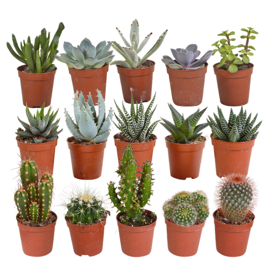 Cactus en vetplanten mix - 15 stuks - Ø5.5cm