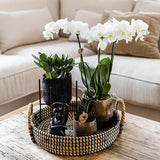 Gift set Home Hub | Plantenset met Phalaenopsis Orchidee en Succulenten incl. keramieken sierpotten