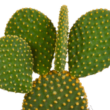 Cactus mix 10.5 cm - 3x - zonder pot