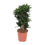 Dracaena Compacta - ↕80cm - Ø24cm