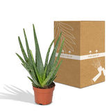 Aloe vera - ↕40cm - Ø12cm