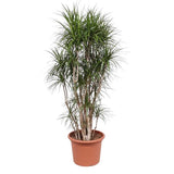 Dracaena Marginata vertakt - ↕220cm - Ø40cm