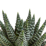 Cactus en vetplanten mix 5.5 cm | 15 stuks - in witte pot