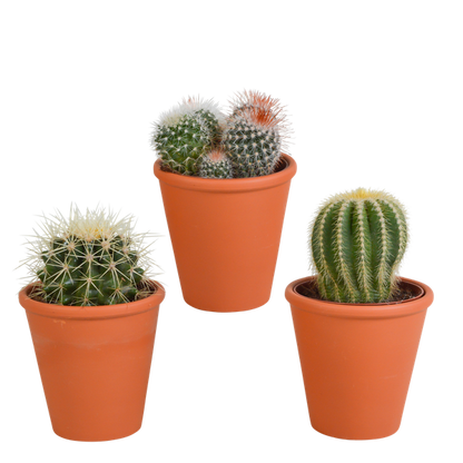 Bolcactus mix 8,5 cm | 3 stuks - in terracotta pot