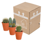 Cactus mix 8.5 cm - 3x - in terracotta pot