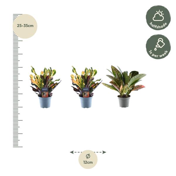 3x Croton Codiaeum mix - ↕30cm - Ø12cm