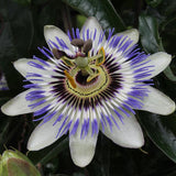 Passiflora Blauw caerulea - ↕65cm - Ø15cm