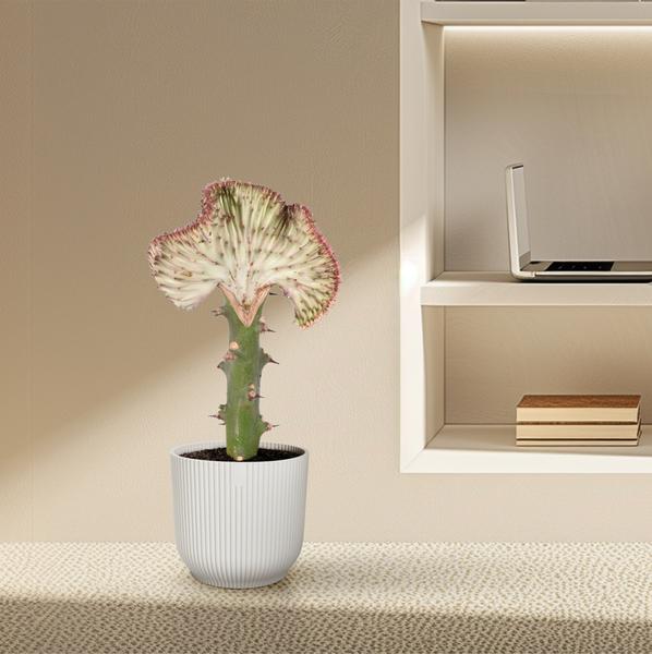 Euphorbia lactea Cristata rouge - ↕35 cm - Ø12cm