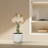 Euphorbia lactea Cristata rouge - ↕35 cm - Ø12cm