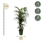 Kentia palm XXL - ↕230cm - Ø38cm