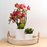 Rode orchidee - Congo - potmaat Ø9cm