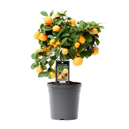Kleine Sinaasappelboom - ↕40cm - Ø15cm