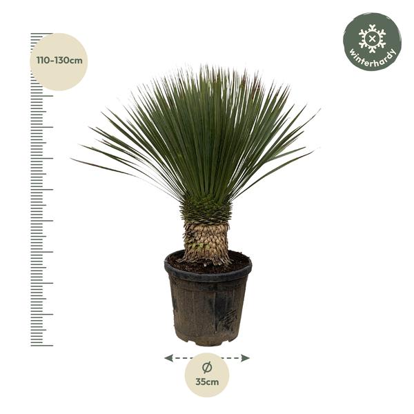 Yucca Rostrata - ↕110cm- Ø35cm