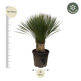 Yucca Rostrata - ↕110cm- Ø35cm