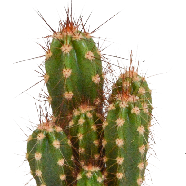 Cactus mix - 5 stuks - Ø5.5cm