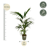 Kentia Palm - ↕130cm - Ø21cm