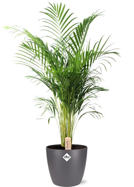 Dypsis Lutescens / Areca Palm + antraciet Pot - ↕110cm - Ø24cm