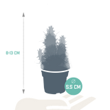 Cactus mix - 5 stuks - Ø5.5cm