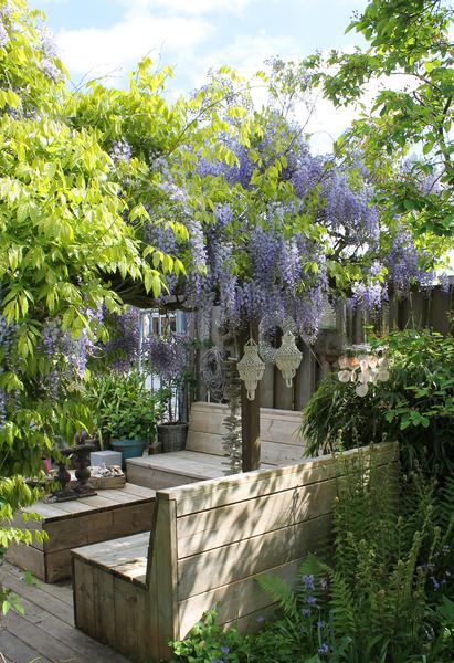 2x Wisteria sinensis 'Caroline' - ↕65cm - Ø15
