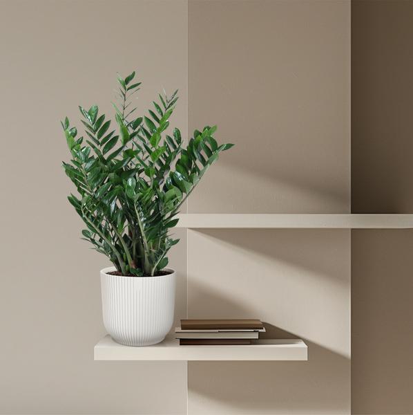 Zamioculcas Zamiifolia - ↕100cm - Ø27cm