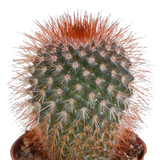 Cactus mix - 5 stuks - Ø5.5cm