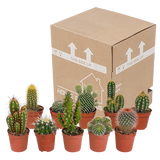 Cactus mix - ↕8-13cm - Ø6cm - 10x