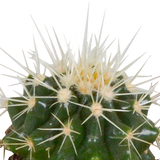 Cactus mix 5.5 cm - 5x - in witte pot