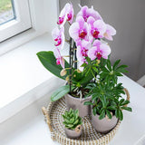 Roze Phalaenopsis orchidee - Niagara Fall  - potmaat Ø12cm