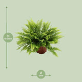Nephrolepis Boston Green Moment - ↕20cm - Ø12cm
