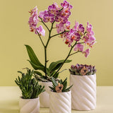 Candy sierpot - Hoog - Wit - Ø6cm