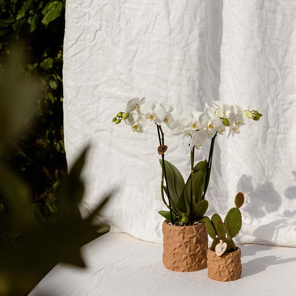 Star Fish sierpot - Sand - Ø6cm