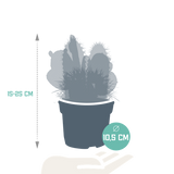 Cactus mix 10.5 cm - 3x - zonder pot