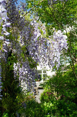 Blauwe Regen / Wisteria sinensis 'Caroline' – ↕65cm – ⌀15