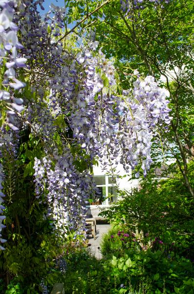 2x Wisteria sinensis 'Caroline' - ↕65cm - Ø15