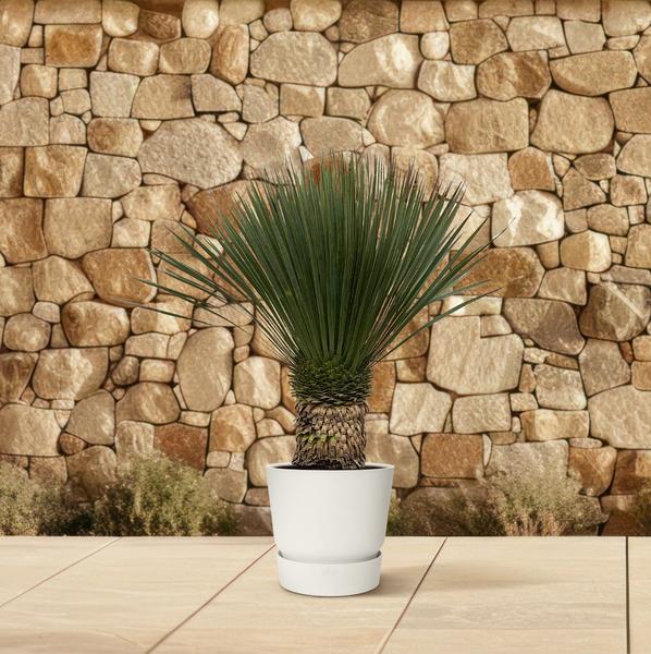 Yucca Rostrata - ↕110cm- Ø35cm