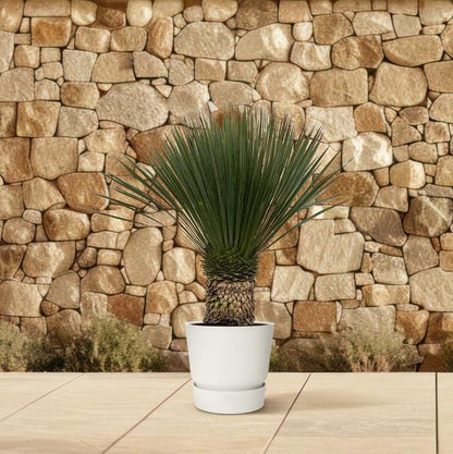 Yucca Rostrata - ↕110cm- Ø35cm