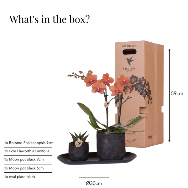 Plantenset Home Hub small | Oranje Phalaenopsis Orchidee Bolzano en Succulent incl. keramieken sierpotten op zwart dienblad