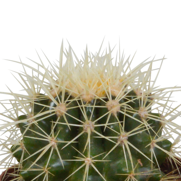 Bolcactus mix 8,5 cm | 3 stuks - in witte pot