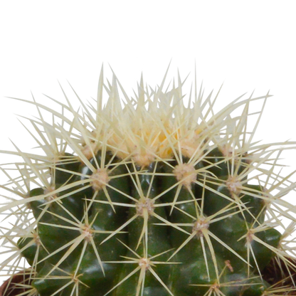Bolcactus mix 8,5 cm | 3 stuks - in witte pot