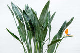 Strelitzia Reginae - ↕160cm - Ø30cm