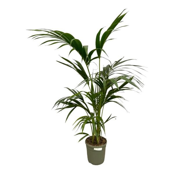 Kentia Palm - ↕130cm - Ø21cm